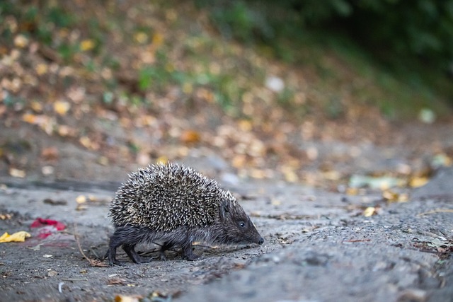许多球迷在 许多球迷在